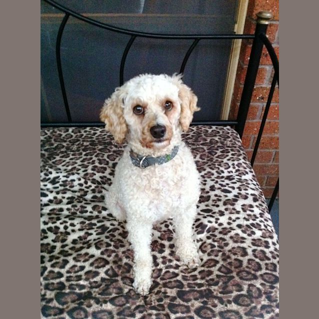 Photo of Henry
