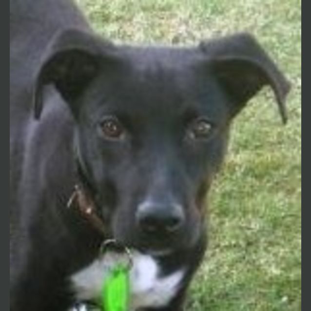 Photo of Tux  *On Trial*