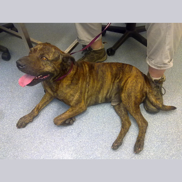 Photo of Tank *Adoption Pending*