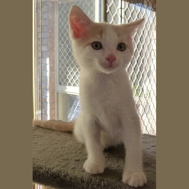 Photo of Ginger