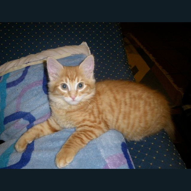Photo of Tumnus