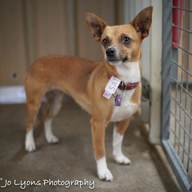 Photo of Toffee ***On Adoption Trial***