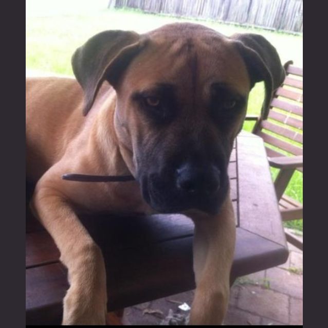 Photo of Rex Is  Is Trying A New Home!!