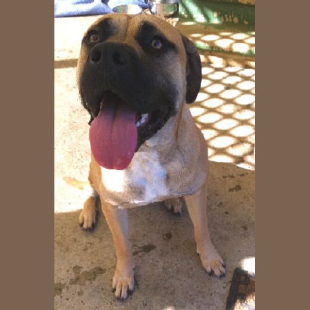 Photo of Rex Is  Is Trying A New Home!!