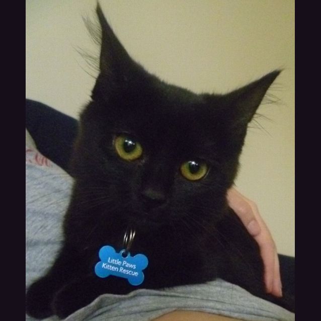Photo of Amber