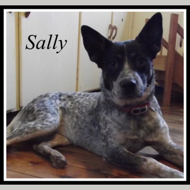 Photo of Adoption Pending Sally