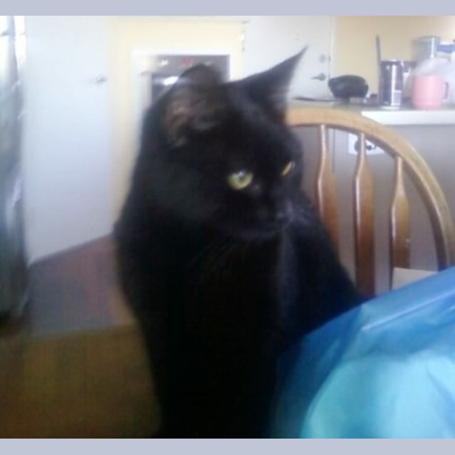Photo of Ebony