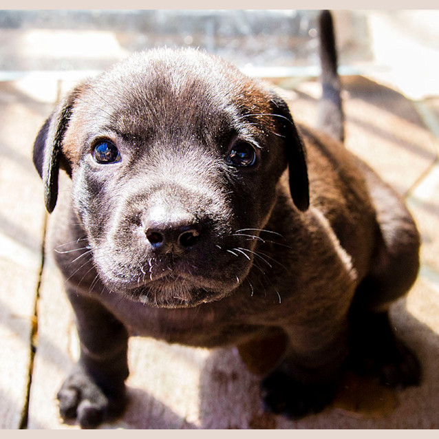 Photo of Jerry ~ Male Lab X Mastiff Pup (On Trial 6/1/17)