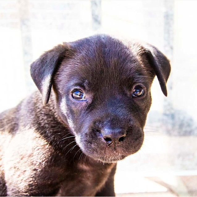 Photo of Jenna ~ Female Lab X Mastiff (On Trial 6/01/17)