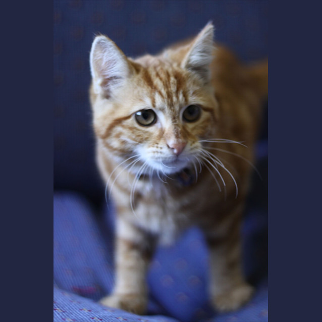 Photo of Red