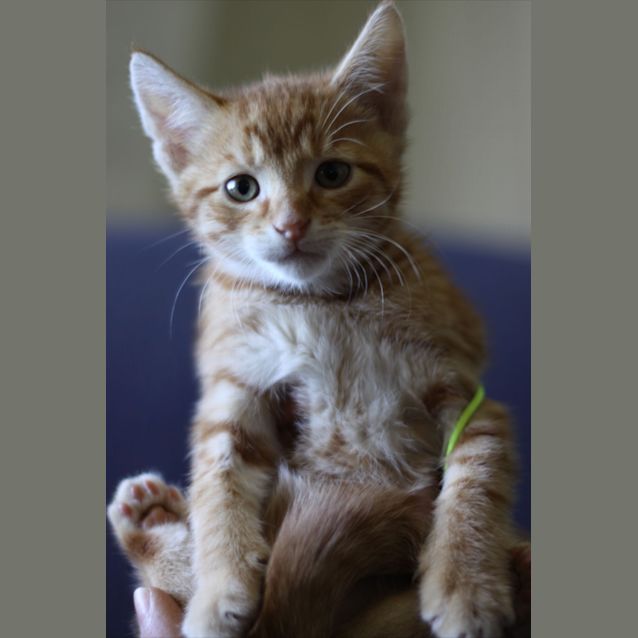Photo of Biscuit