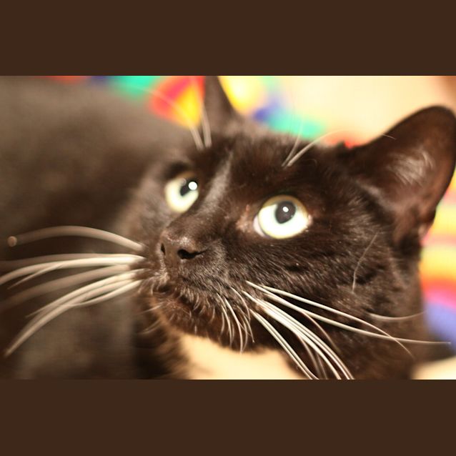 Photo of Spooky Paws