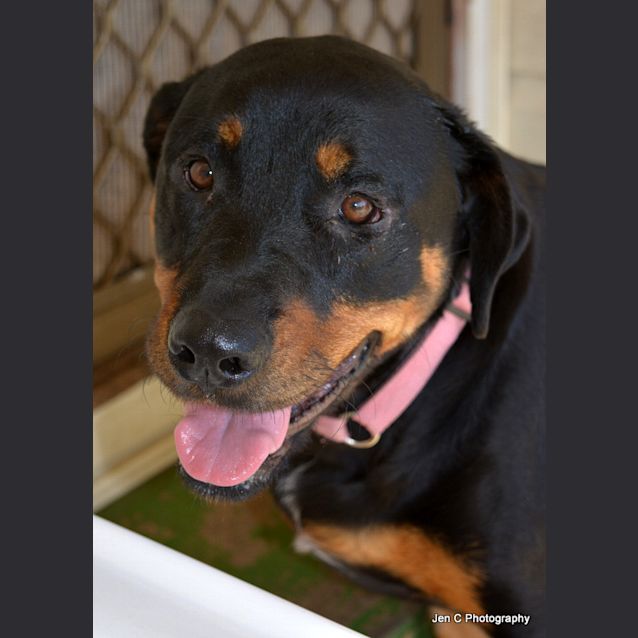 Photo of Dora ** A Pure Breed Rottweiler **