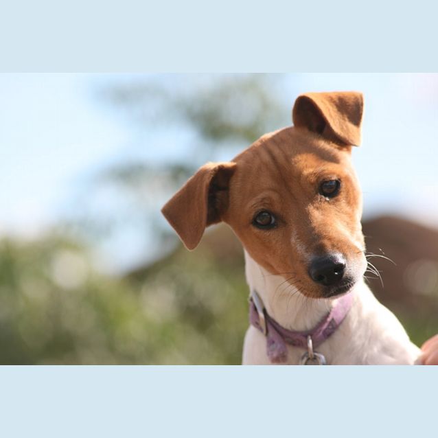 Photo of Pip   On Hold