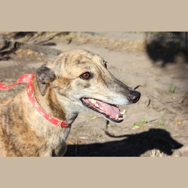 Photo of Sweet Pea