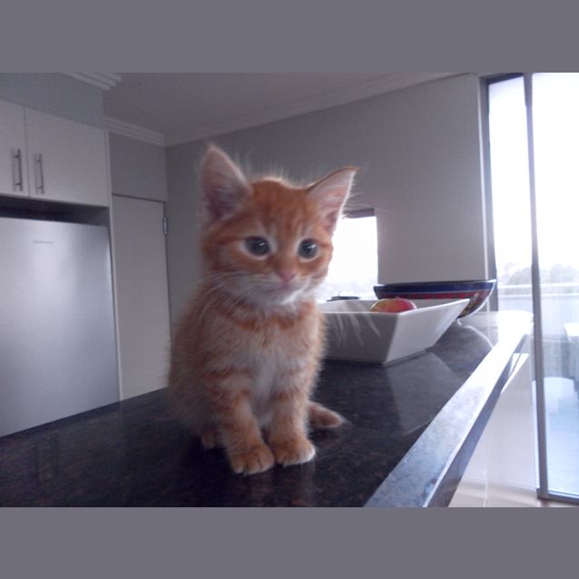 Photo of Ginger