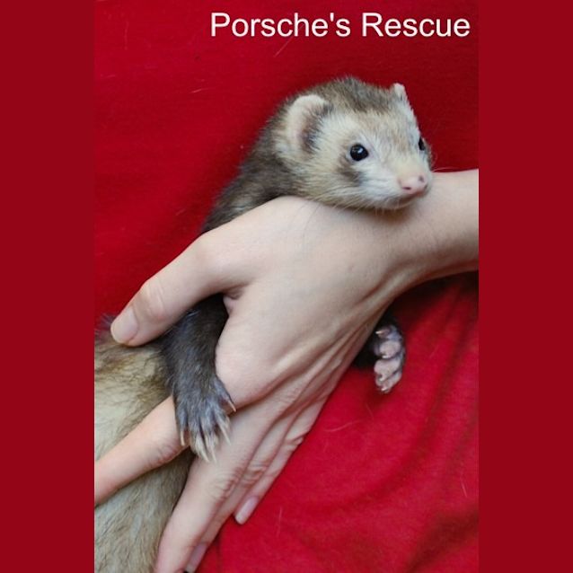 Photo of Gretel  Vaccinated, Desexed And Microchipped