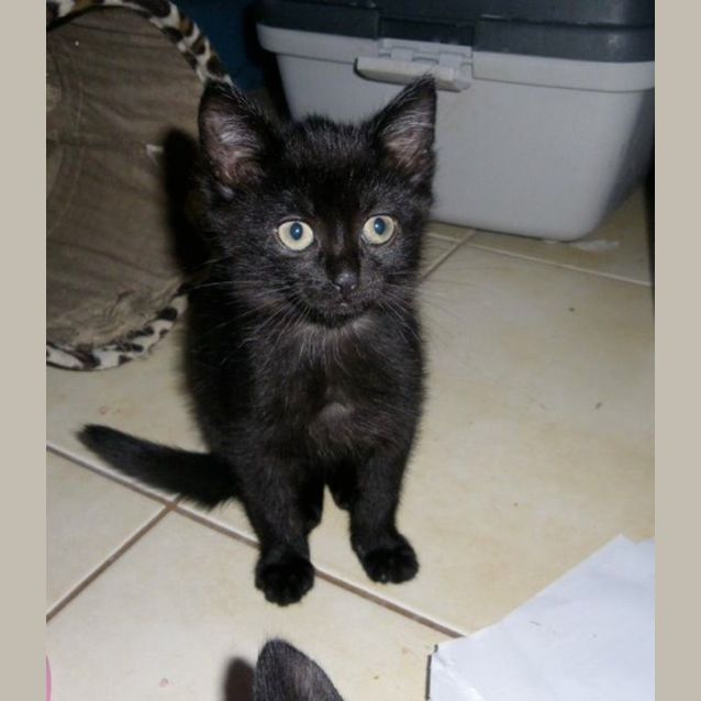 Photo of Neddie