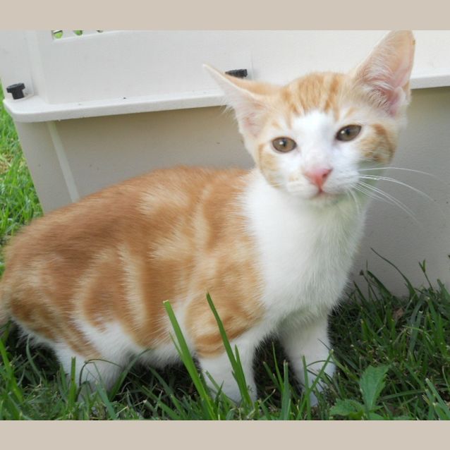 Photo of Boris *On Trial Adoption Yay!*