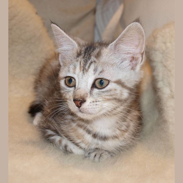 Photo of Lilly *On Trial Adoption With Bailey Yay!*