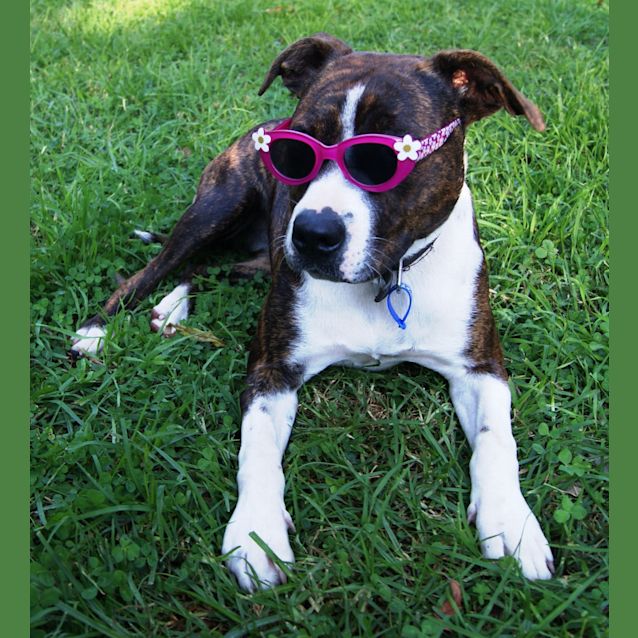 Photo of Brindi (On Trial)