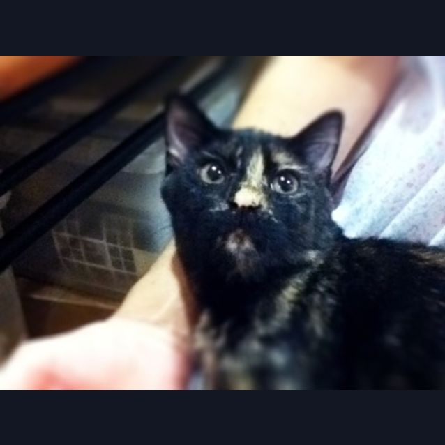 Photo of Cocoa Lossal