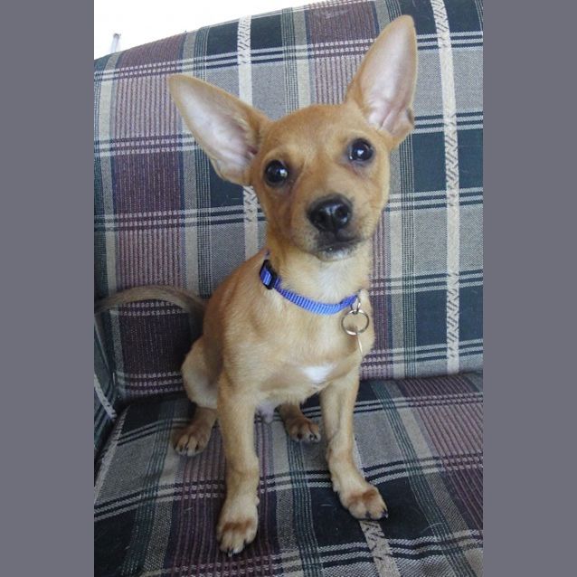 Photo of Woody (D2062)