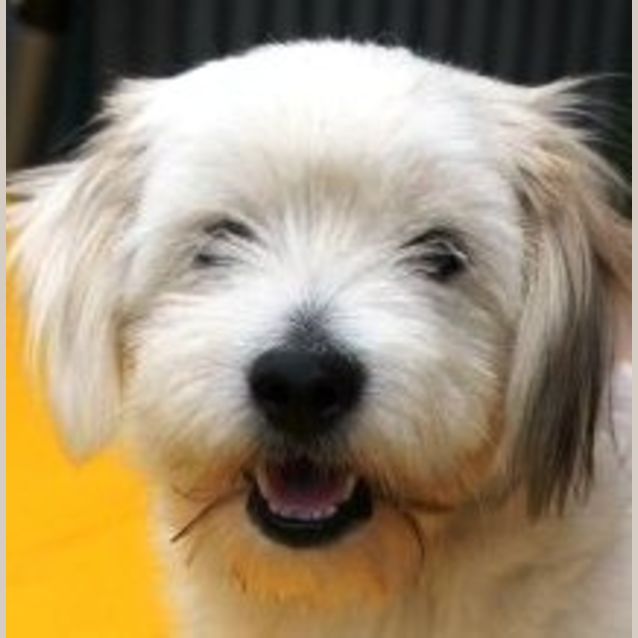 Photo of Snoopy D