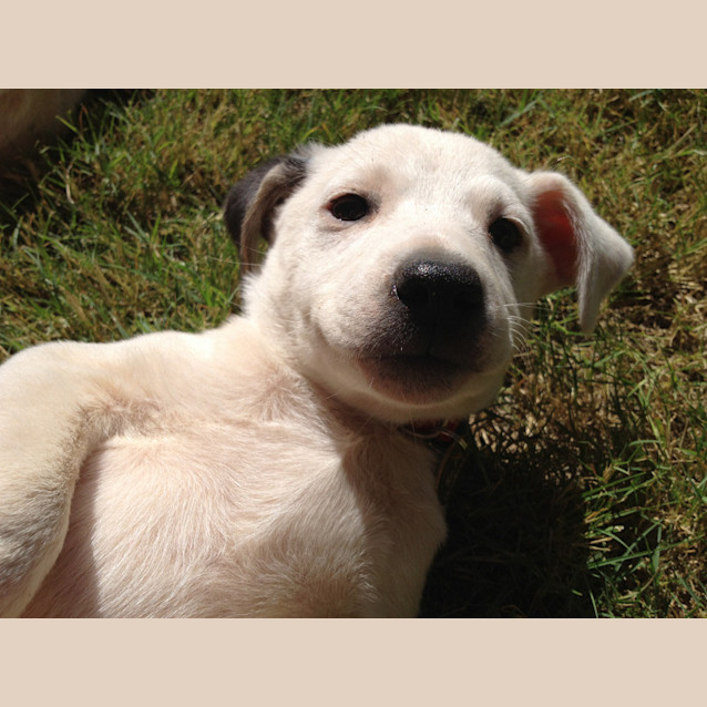 Photo of Elvis (Hd153)