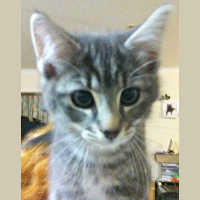 Photo of Victor   On Trial In His New Home!