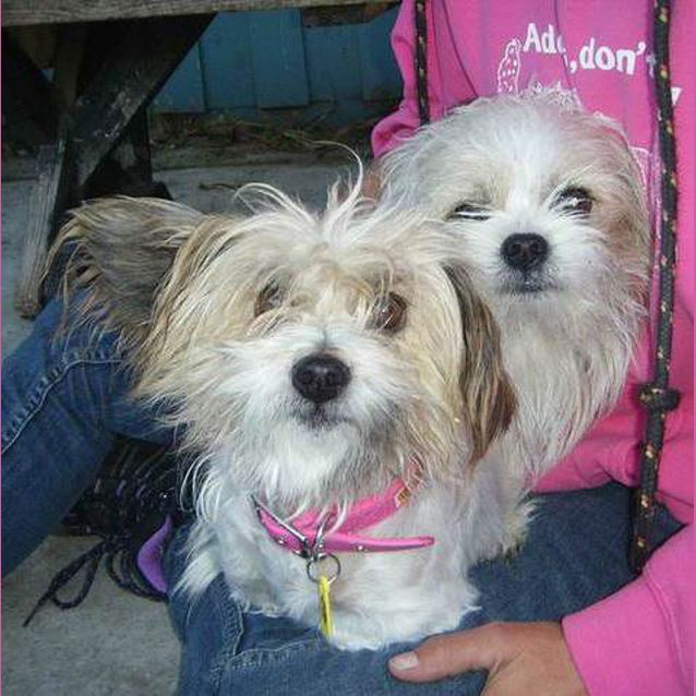 Photo of Maisie & Jazzy (Male & Female Together)