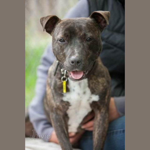 Photo of Chevy