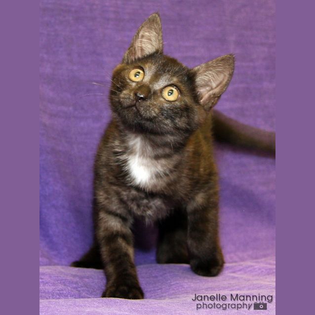 Photo of Topsy
