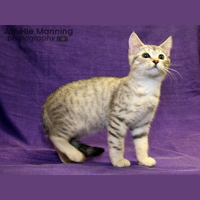 Photo of Tinkerbell
