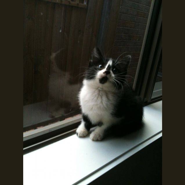 Photo of Cleo 'Adoption Pending'