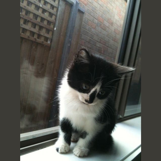 Photo of Cleo 'Adoption Pending'
