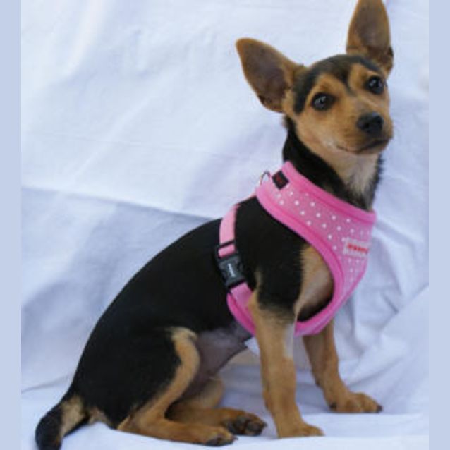 Photo of Tiny