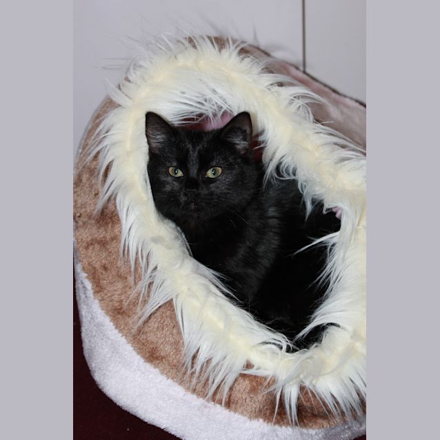 Photo of Blacky