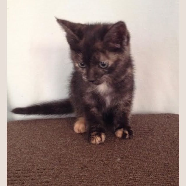 Photo of Pepper