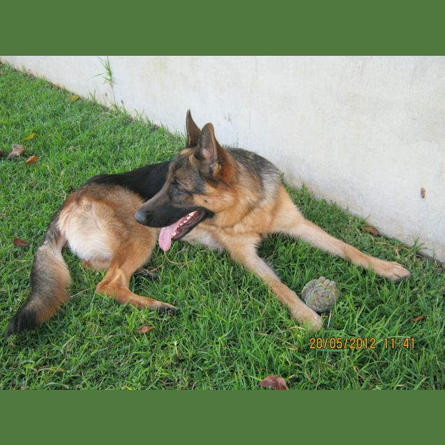 Photo of Ceasar On Hold Pending Adoption