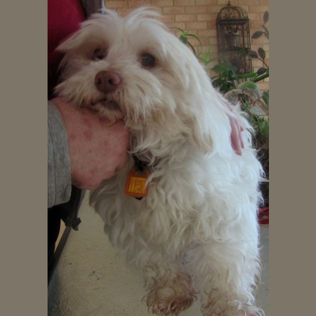 Photo of Scooter