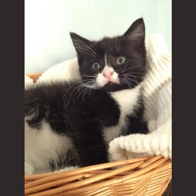 Photo of Cassidy