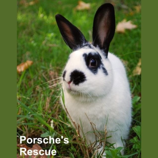 Photo of Gareth  Desexed And Vaccinated