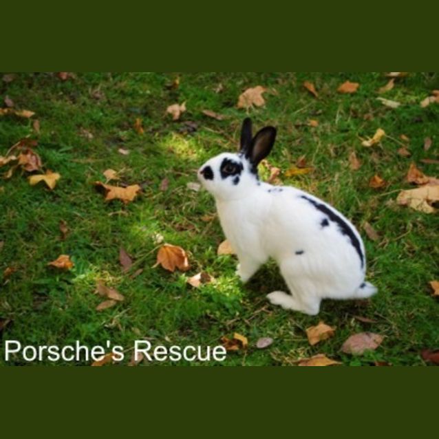 Photo of Gareth  Desexed And Vaccinated