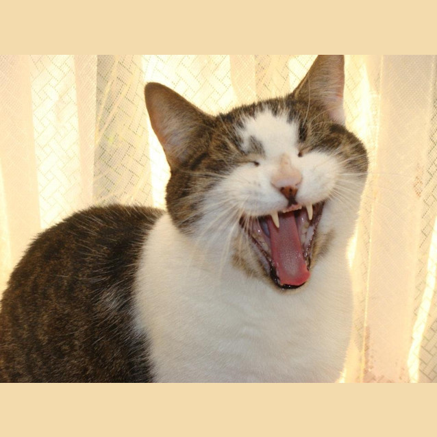 Photo of Smudge