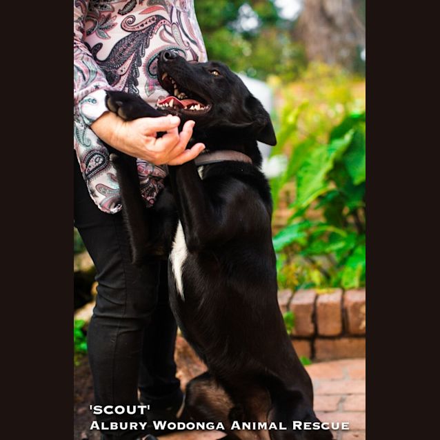 Photo of Scout
