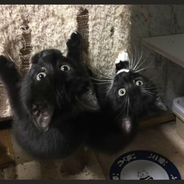 Photo of Kittens Galore!