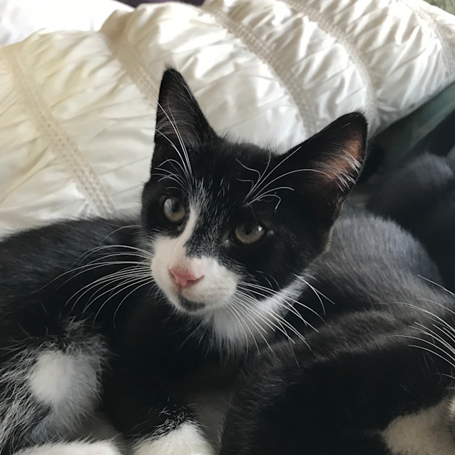 Photo of Ralphie (566)