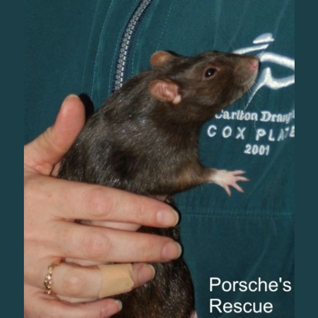 Photo of Espresso  On Hold***