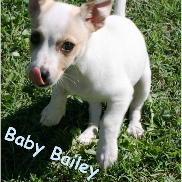 Photo of Bailey (On Trial)